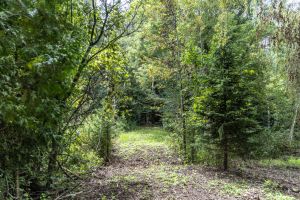 JA 1810 Harper Rd Mls-38