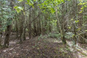 JA 1810 Harper Rd Mls-40